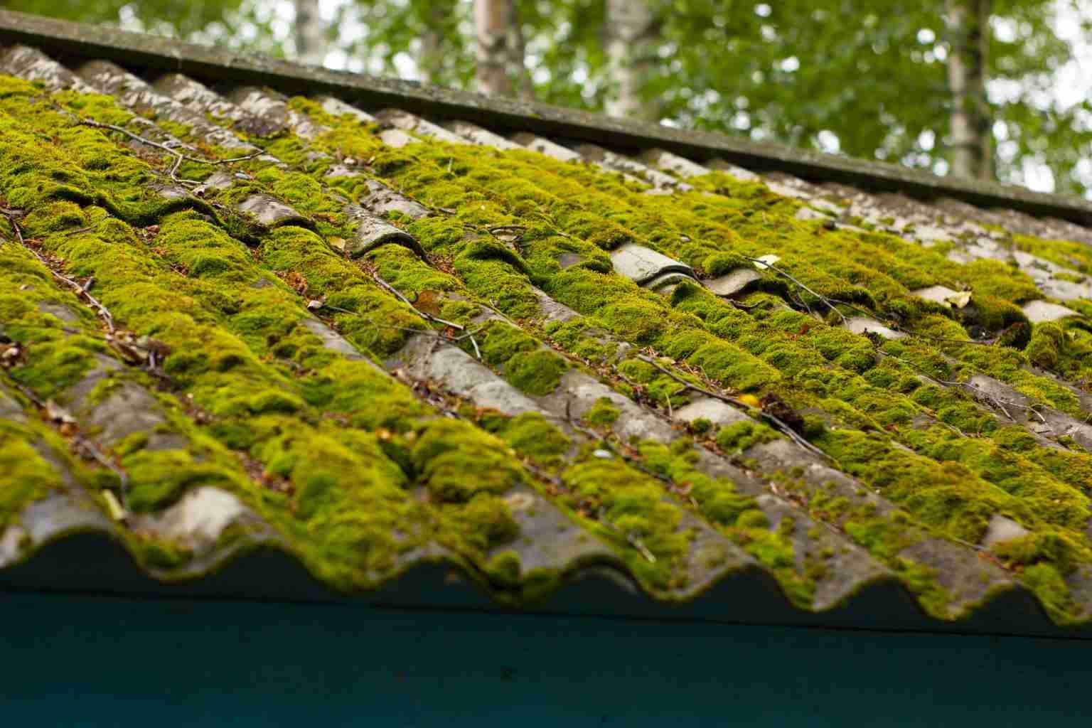 Is Moss on Your Roof Dangerous? Hidden Damage Explained